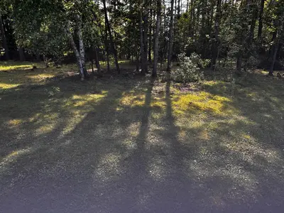 a shadow of a tree on the ground in a forest at Rustic Guesthouse in Pine Forest