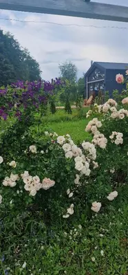 a field of white flowers in front of a house at Lake Garden Villa in Sadžiūnai