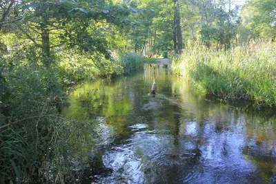 a duck in the middle of a river at Kabakėlio slėnis in Kabakelis