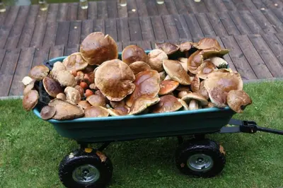 a green wheelbarrow full of mushrooms on the grass at Kernavės Pajauta in Kernavė
