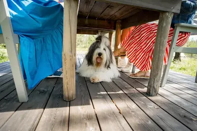 a dog sitting under a table on a deck at Briedžio sapnas in Sudervė