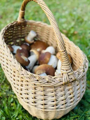 a basket full of mushrooms sitting on the grass at Briedžio sapnas in Sudervė