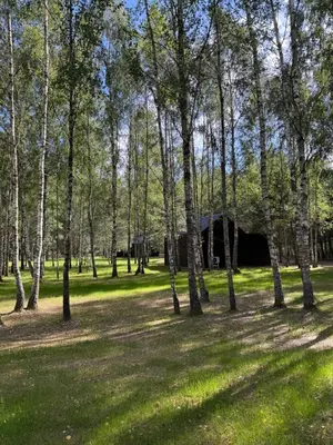 a tent in the middle of a forest of trees at Miško Kortai