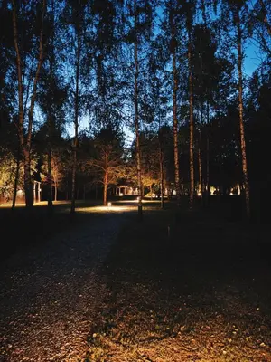 a group of trees in a park at night at Miško Kortai
