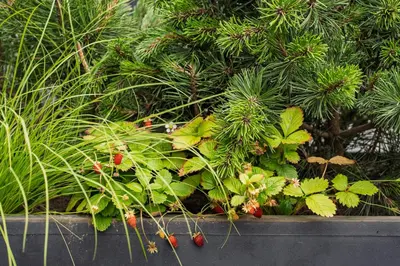 a bunch of green plants with red berries at Sapnų cechas in Merkinė