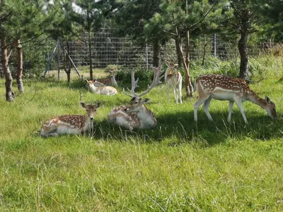 a group of deer laying in the grass at Skubėk Neskubėti in Klykiai