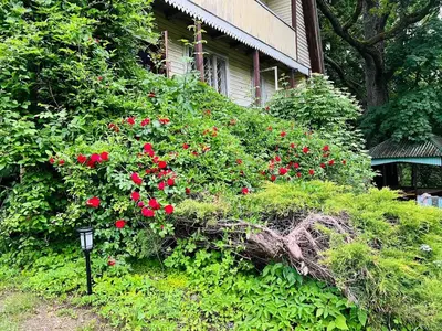 a bush of red flowers on the side of a house at Beloved Family Nest in Vosyliukai