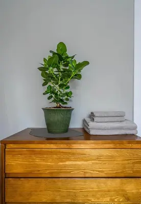 a potted plant sitting on top of a dresser at Domillion 2bdr New Scandinavian old town apt N2A5 in Vilnius