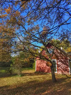 a tree in front of a red house at Cozy stay in village