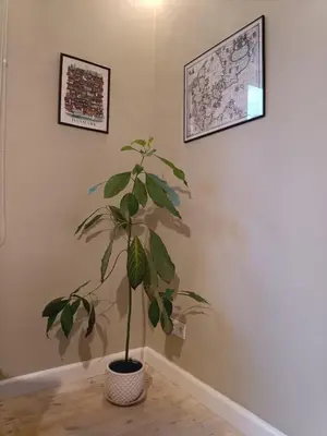 a plant in a room with two pictures on the wall at Kaunas Inn Colors in Kaunas