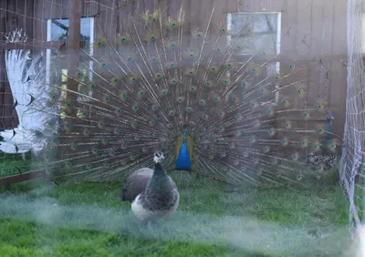 a peacock standing in the grass with its wings out at Kaimo turizmo sodyba Kukarskė in Kiduliai