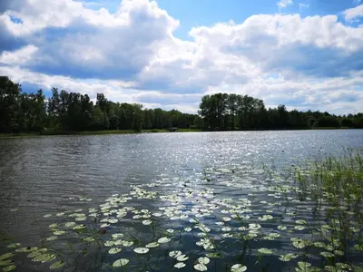 a large lake with lily pads on the water at Sodyba Brazylija in Taraldžiai