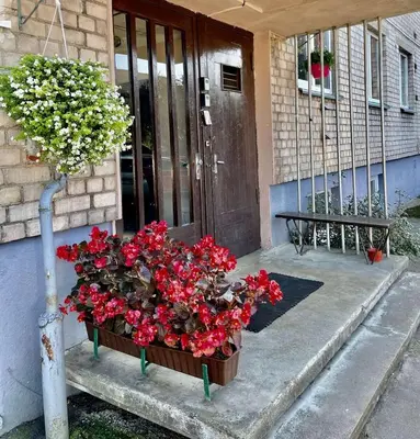 a bunch of red flowers in a pot in front of a door at Cozy Apartment in Kaunas with Free Parking. in Kaunas
