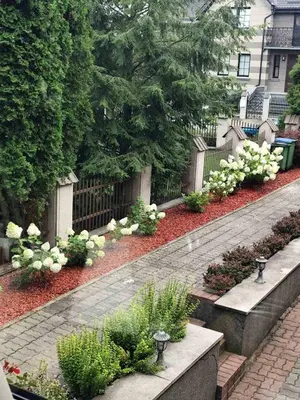 a garden with white flowers and a fence at Studija viloje-Quiet Apartment 15 min from Airport in Kaunas