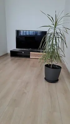 a potted plant sitting on the floor next to a tv at Irenos Nuoma in Šiauliai