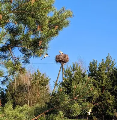 a bird in a nest on top of a tree at Vila Vynuogyne in Paberžė