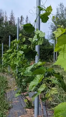 a row of green plants next to a pole at Vila Vynuogyne in Paberžė