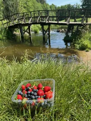 a bowl of fruit sitting in the grass near a river at Kasia apartaments in Druskininkai