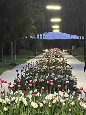 a bunch of pink and white flowers on a sidewalk at Kasia apartaments in Druskininkai