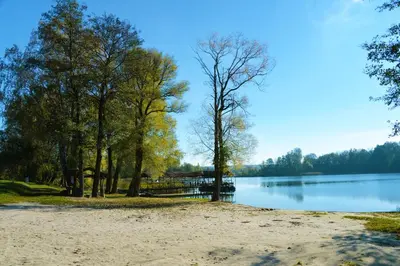 a beach with trees and a body of water at Žuvienės Pašiūrė in Rubikiai