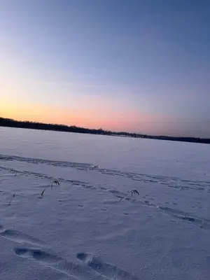 two birds are walking across a snow covered field at Jack namai 2 in Puodžiai