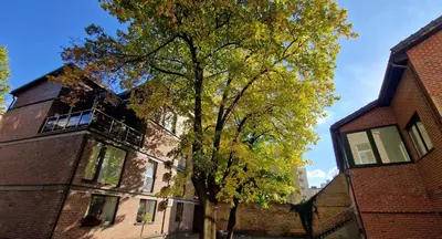 a tree in front of a brick building at HOME Studios & Apartments Old town 10 min walk 24-hours Front desk Vilnius in Vilnius