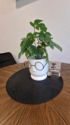 a potted plant sitting on top of a table at Trumpalaikė butų nuoma Kaune prie Klinikų STUDIJA B SELF CHECK IN in Kaunas