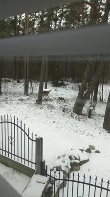 a snow covered field with a fence and trees at Raigardo in Druskininkai