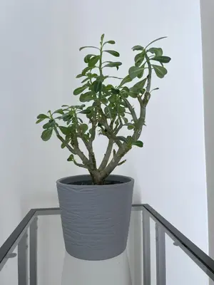 a plant in a pot sitting on a rail at Old Town Riverside Cathedral Apartment in Vilnius