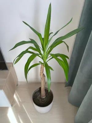 a green plant in a white pot on a table at Old Town Riverside Cathedral Apartment in Vilnius