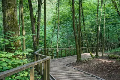 a wooden bridge in the middle of a forest at Klevų 41 Townhouse, Noreikiskes in Kaunas