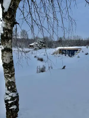 a tree in the snow with a building in the background at Privatus namelis gamtoje greta Trakų in Daugirdiškės