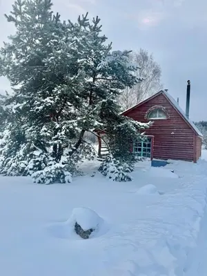 a tree in the snow in front of a house at Privatus namelis gamtoje greta Trakų in Daugirdiškės