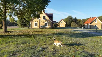 a cat walking in the grass in front of a house at Panemunio sodyba in Birštonas