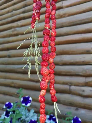 a bunch of red berries hanging from a plant at Kryzbarkas in Degučiai