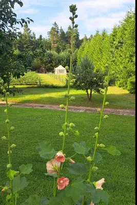 a tall plant with pink flowers in a yard at Kryzbarkas in Degučiai