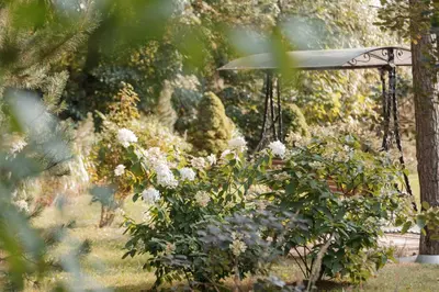 a swing in a garden with white flowers at Pušynė in Birštonas