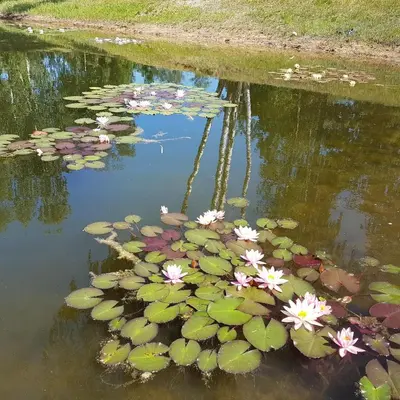 a pond filled with lily pads and flowers at Vila Sanzila in Bernatoniai