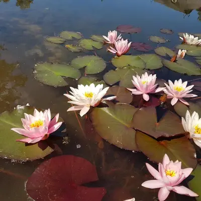 a group of pink water lilies in a pond at Vila Sanzila in Bernatoniai