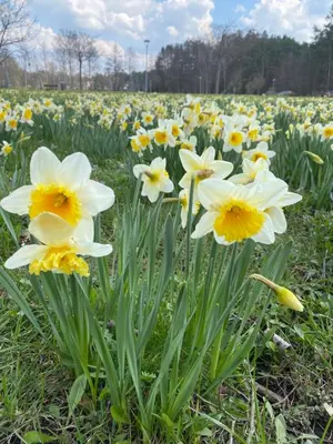 a field of yellow and white daffodils at Cozy Center Apartment in Druskininkai in Druskininkai