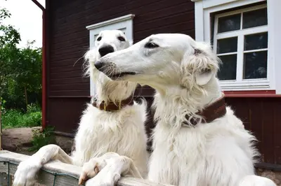 two white dogs are sitting on a fence at Sunny Beaver B&B in Trakai