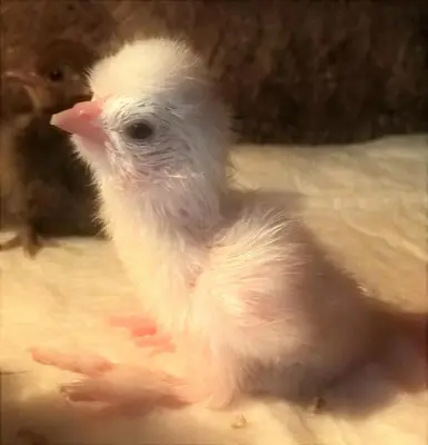 a small white chicken is sitting on the ground at Labanoras in Labanoras
