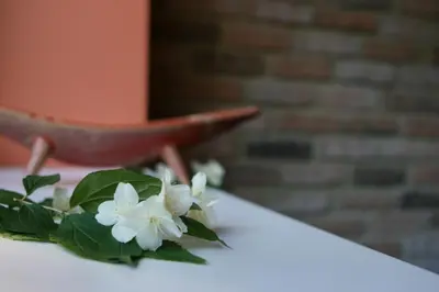 a bunch of white flowers sitting on a table at Hotel Audenis in Birštonas
