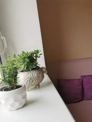 two potted plants sitting on a table in a room at Central Apartments Karolina in Druskininkai