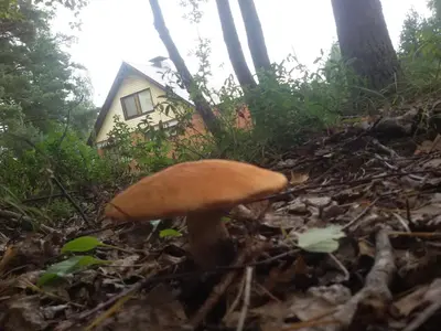 a mushroom on the ground in front of a house at Petronių sodyba in Rukliai
