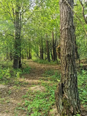 a tree on a dirt trail in a forest at Namelis su pirtele in Druskininkai