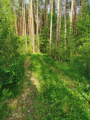 a dirt road through a forest with trees at Namelis su pirtele in Druskininkai