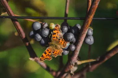 an orange butterfly sitting on a bunch of grapes at Namelis šalia vynuogyno in Būdziliai