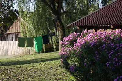 a garden with purple flowers and a fence and trees at Kačiūniškis in Kaciūniškiai