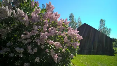 a tree with pink flowers on it in a field at Kačiūniškis in Kaciūniškiai